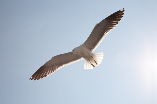 Sea seagull against the sky