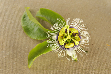 Passion flower (passiflora)
