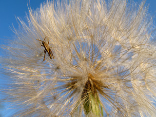 dandelion with grasshopper