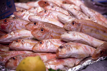 Fish Market
