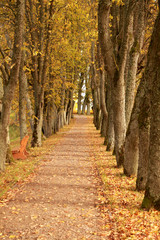 Fototapeta na wymiar autumn wayside trees