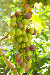 Grapes