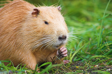 Nutria in the grass