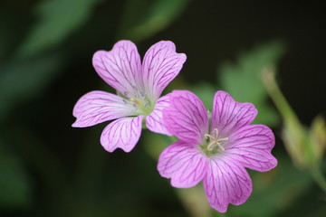 Fototapeta premium French flowers