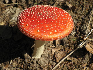 Fliegenpilz (Amanita muscaria var. muscaria)