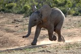 Baby Elephant Running