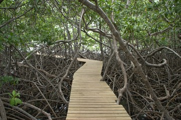 Mangrove - Palétuviers