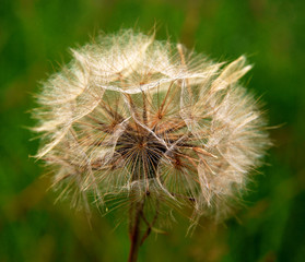 dandelion