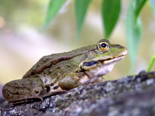 True rana frog (Rana ridibunda) on the willow trunk