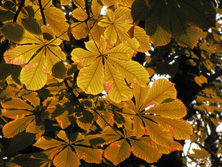 Autumn leaves with soft light