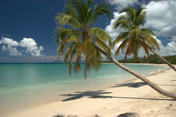 La belle vie en Martinique