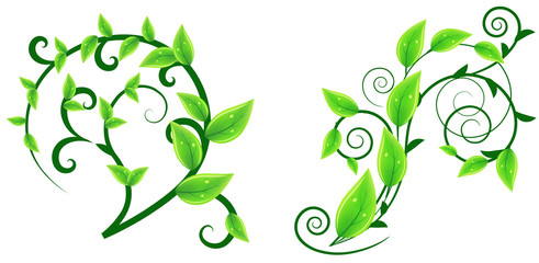 Two floral design elements with fresh leaves