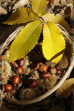 Cesto di castagne