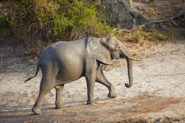 Fototapeta premium African Elephants
