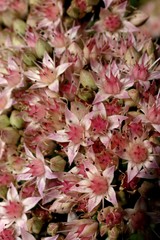sedum