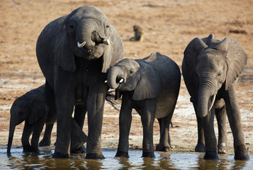 Fototapeta na wymiar Słonie afrykańskie