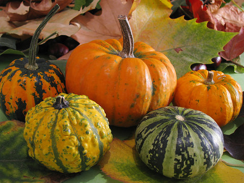 Cute colorful miniature pumpkins on dry autumn leaves