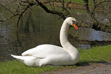 Höckerschwan (Cygnus olor) - Mute swan