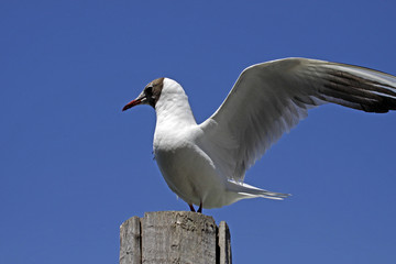Lachmöwe, Larus ridibundus - Black-headed gull