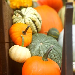 Kürbisse