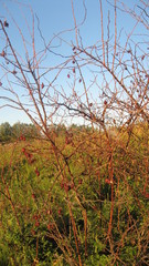 дикий шиповник