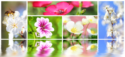 Collage on the theme of the summer flowers