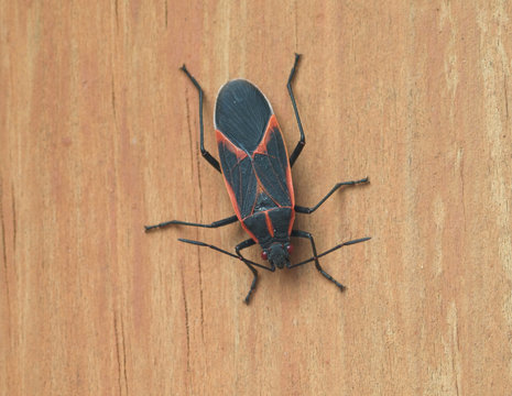 Boisea trivittata - Boxelder Bug
