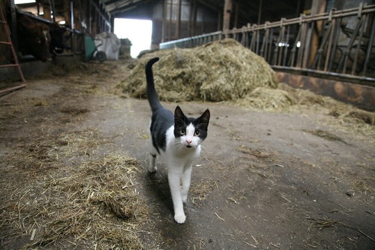 Katze im Stall
