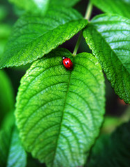 red ladybird on a leaf