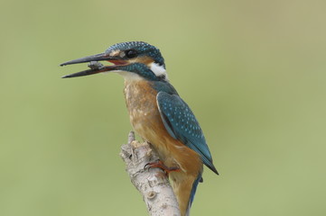 The Common Kingfisher (Alcedo atthis)
