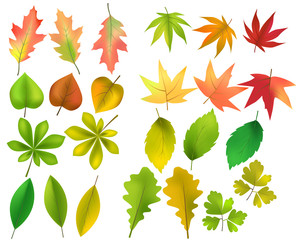 Obraz premium Vector set of different forest leaves