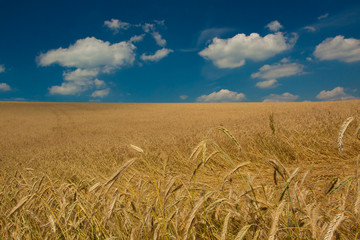 Plakat Wheat Field