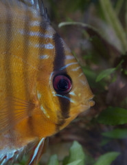 discus 8