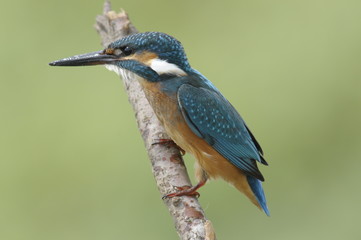 The Common Kingfisher (Alcedo atthis)