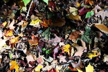 Autumn forest leaves