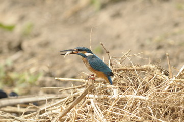 The Common Kingfisher (Alcedo atthis) at Maagan Michael Lake