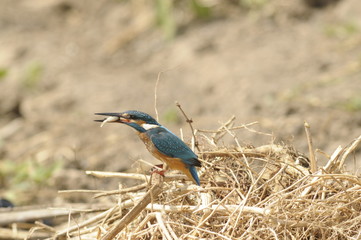 The Common Kingfisher (Alcedo atthis) with fish