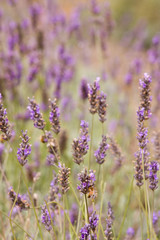 Lavender flowers