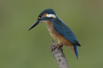 The Common Kingfisher (Alcedo atthis)