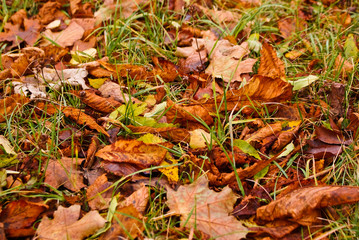 Autumn color leaves in the grass