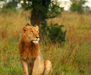 Young wild african lion