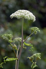 Hogweed