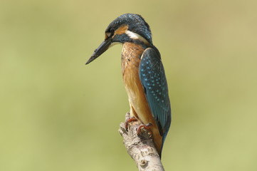 The Common Kingfisher (Alcedo atthis)
