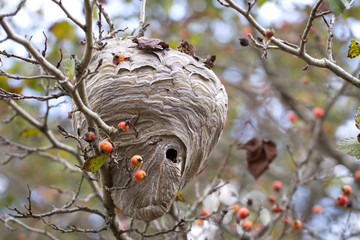 Hornet Nest - Fall View of Active Nest