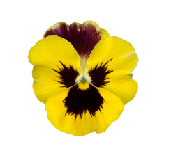 isolated yellow spring pansy violet flower for card background w