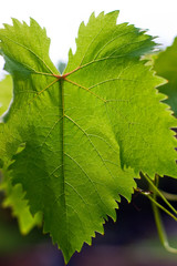 Grape Leaf