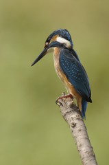 The Common Kingfisher (Alcedo atthis)