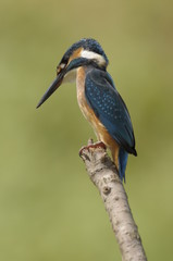 The Common Kingfisher (Alcedo atthis)