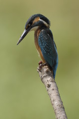 The Common Kingfisher (Alcedo atthis)