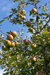 Ripe apples on a branch